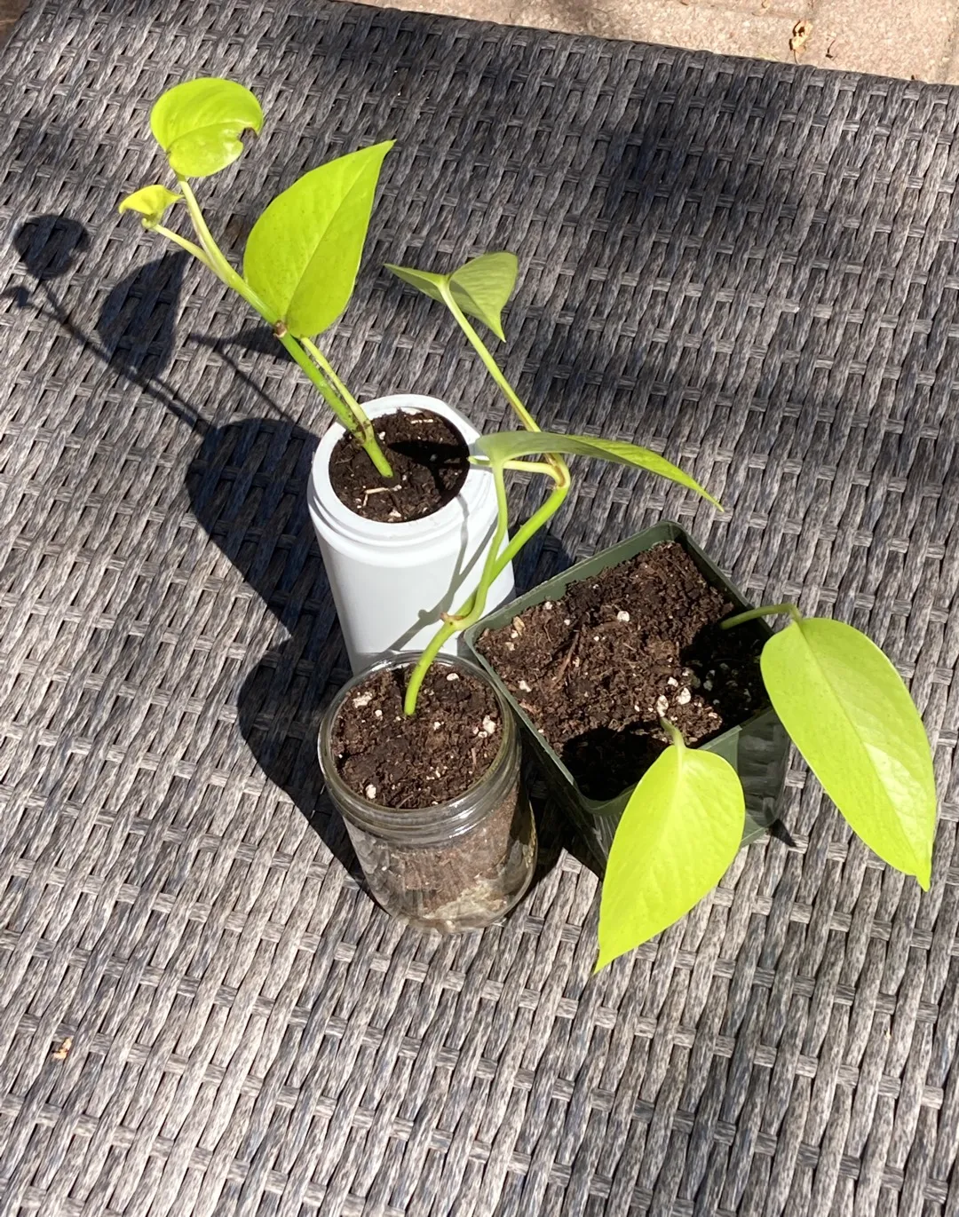 Neon Pothos Plants photo 1