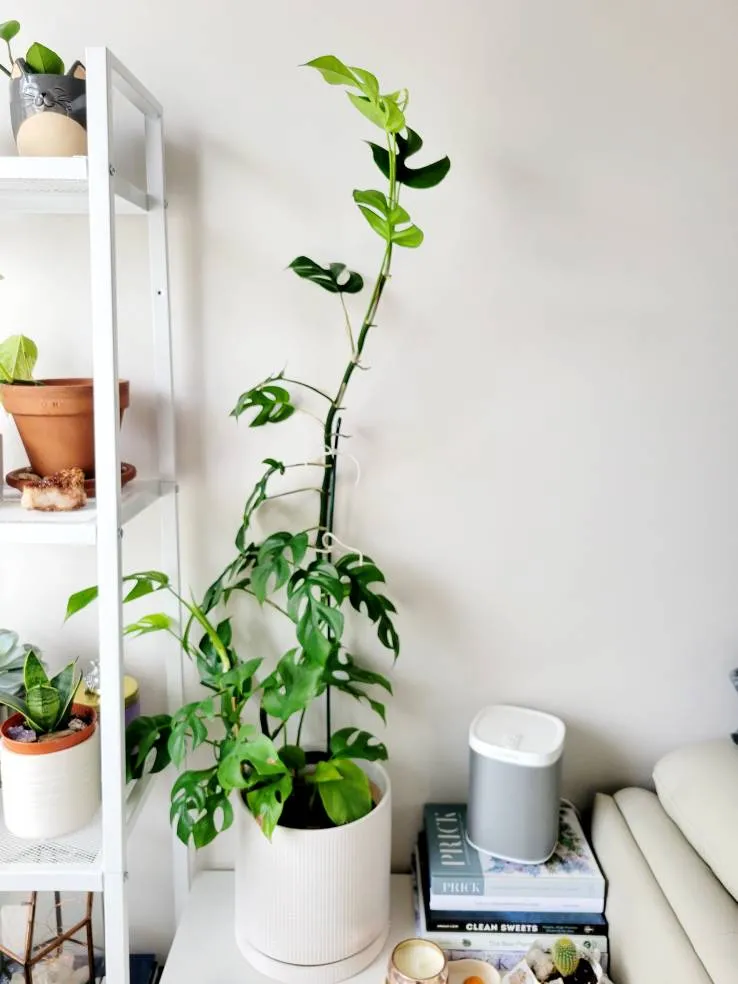 Mini Monstera Rooted Clipping photo 1