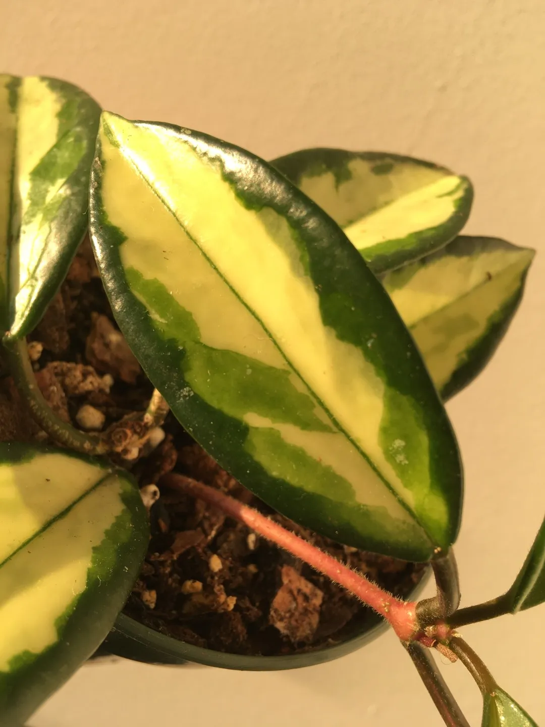 🌱 Hoya Krimson Princess photo 1