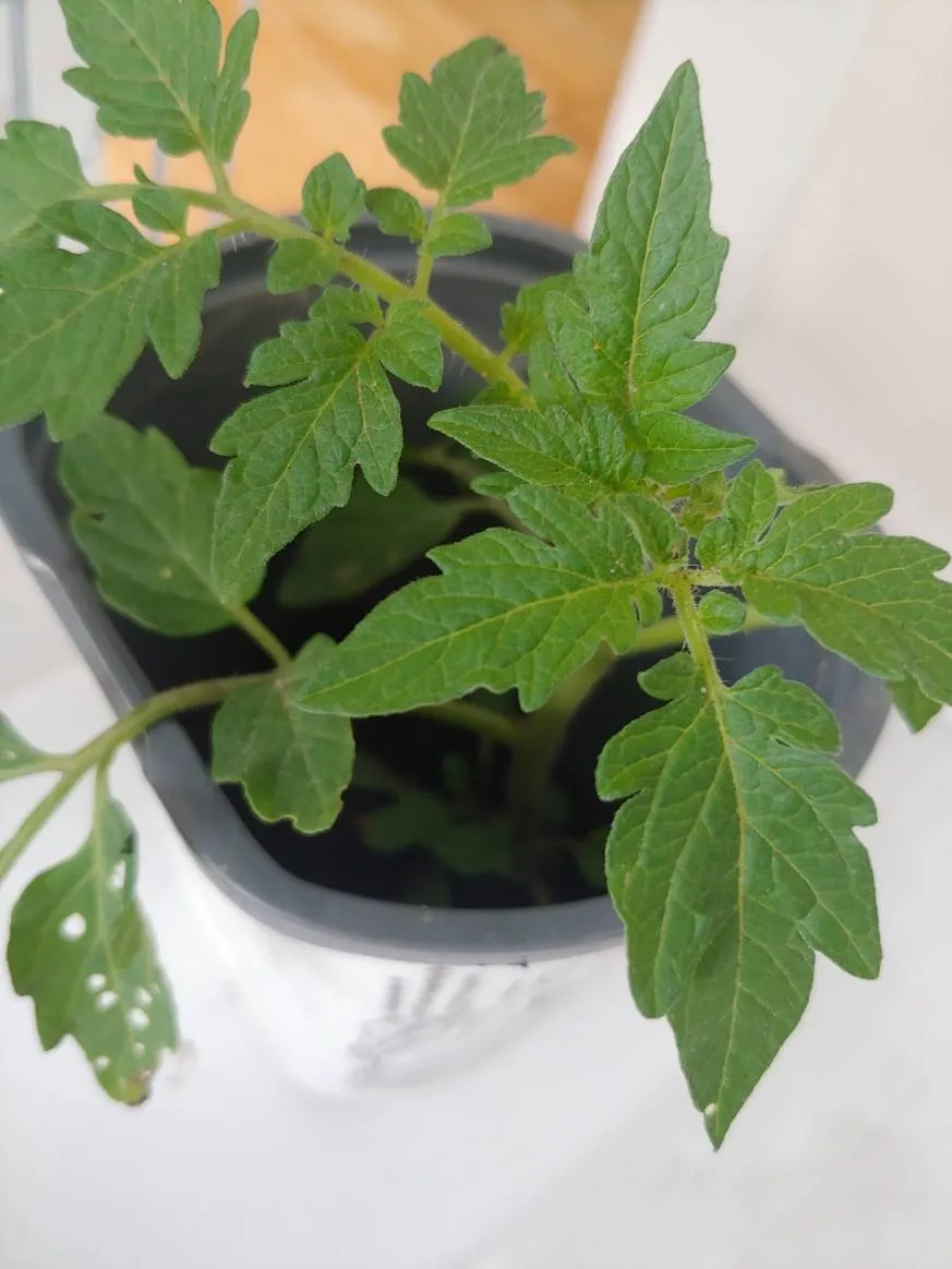 Tomato Plant photo 1