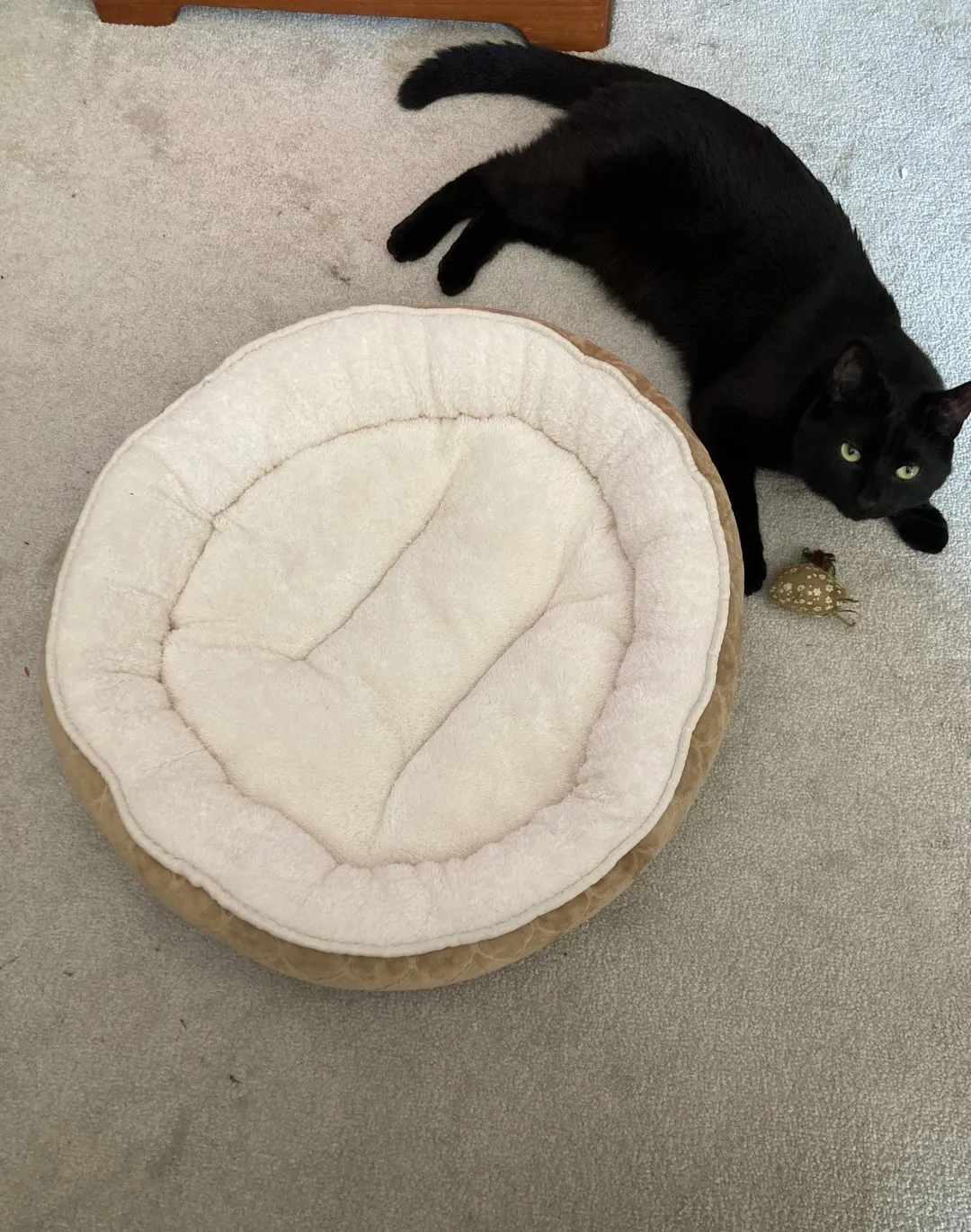 Cat Bed photo 1