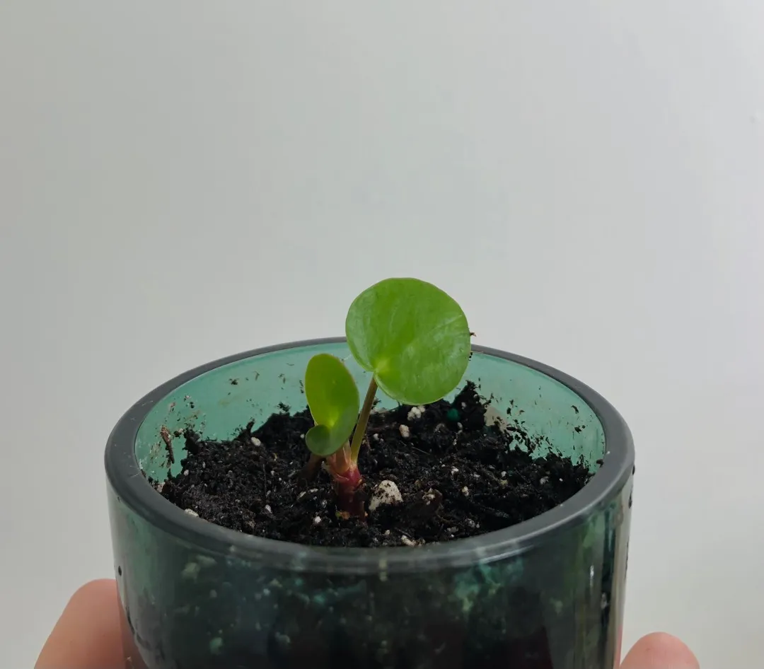 pilea peperomioides shoot photo 1