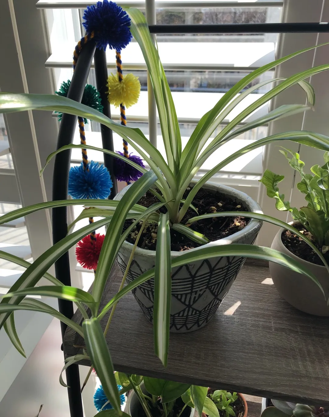 Spider Plant Clippings photo 1