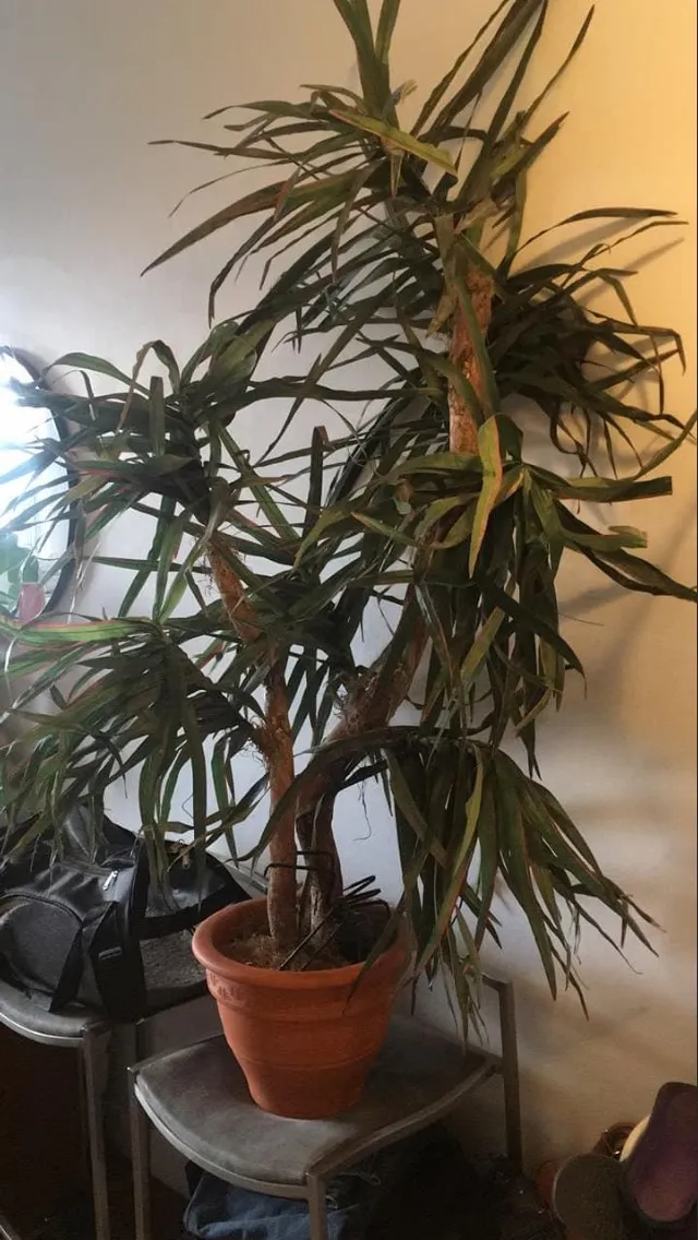 Large Fake Plant photo 1