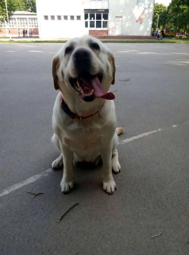 Dog Walker photo 1