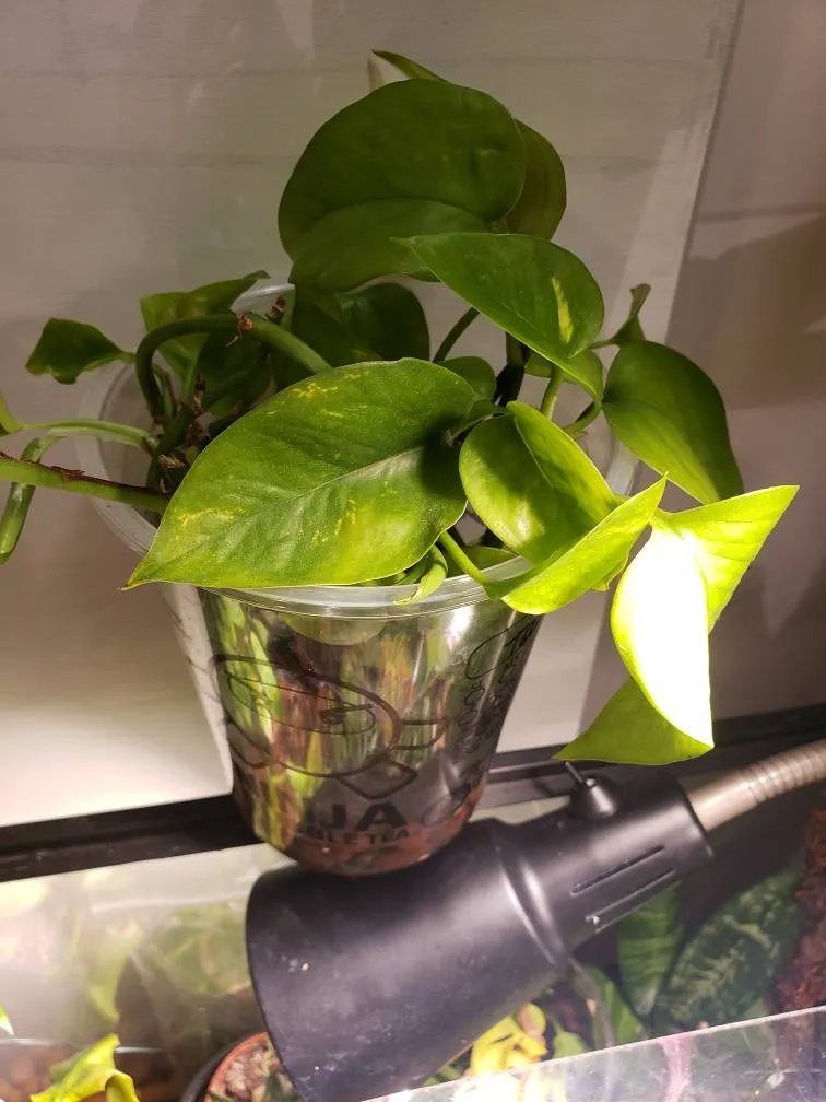 Rooted Pothos! photo 1