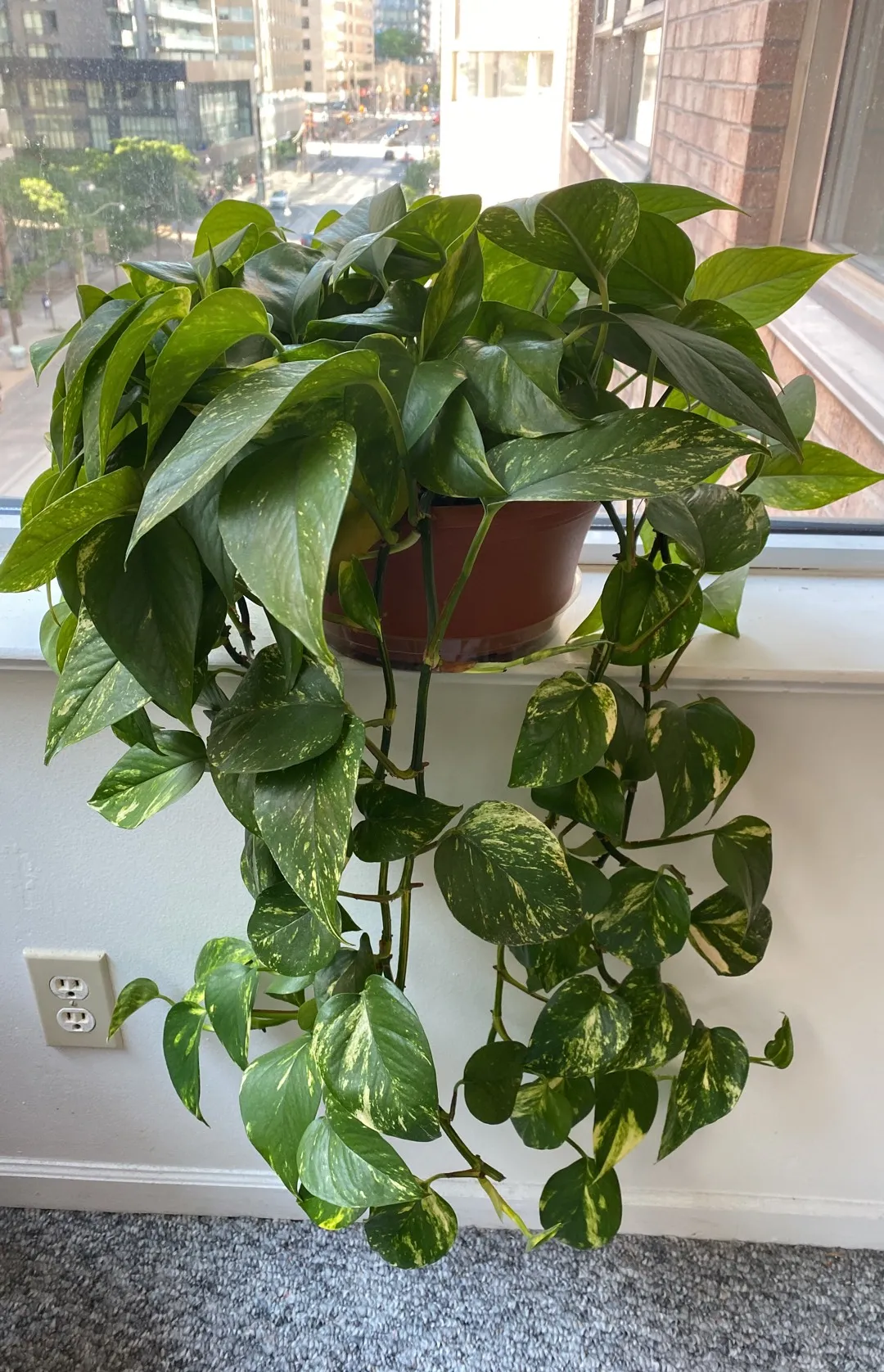 FREE Devil’s Ivy (aka “golden pothos”) photo 1