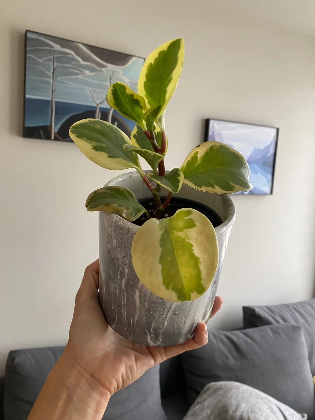 variegated peperomia obtusifolia photo 1