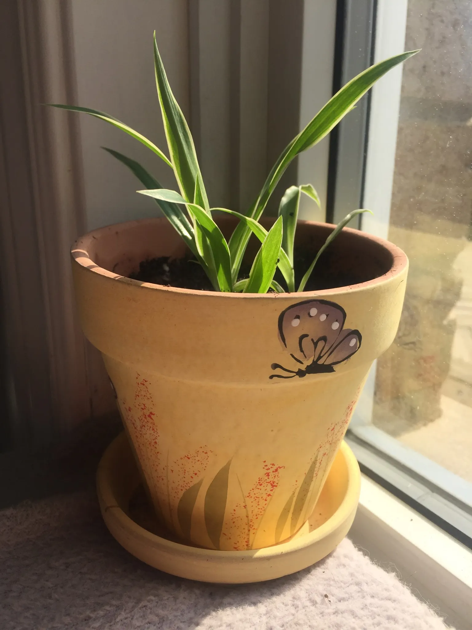 Spider plant in clay pot photo 1