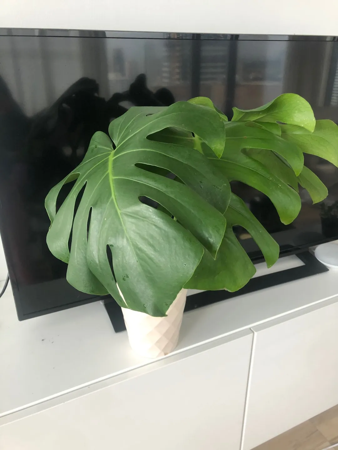 Monstera (Swiss Cheese Plant) photo 1