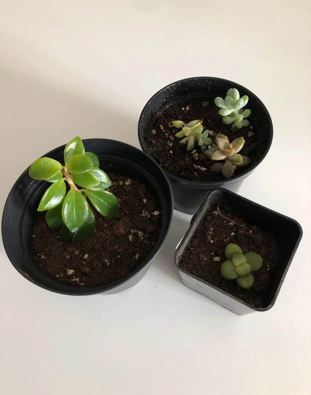 Succulent Family photo 1