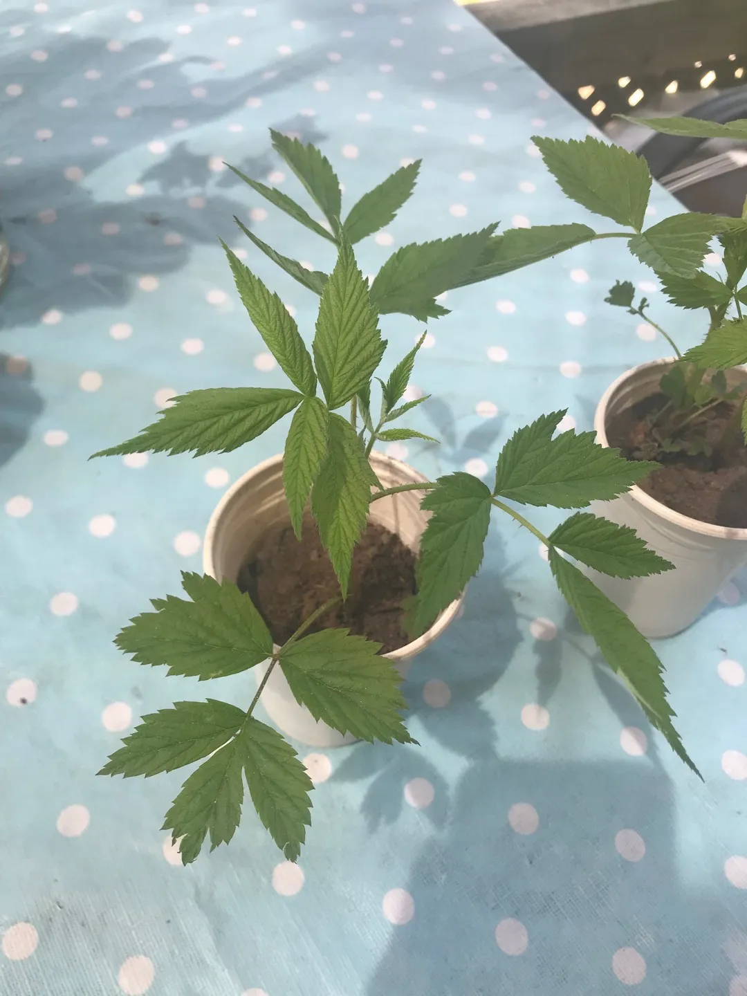 Raspberry Plants photo 1