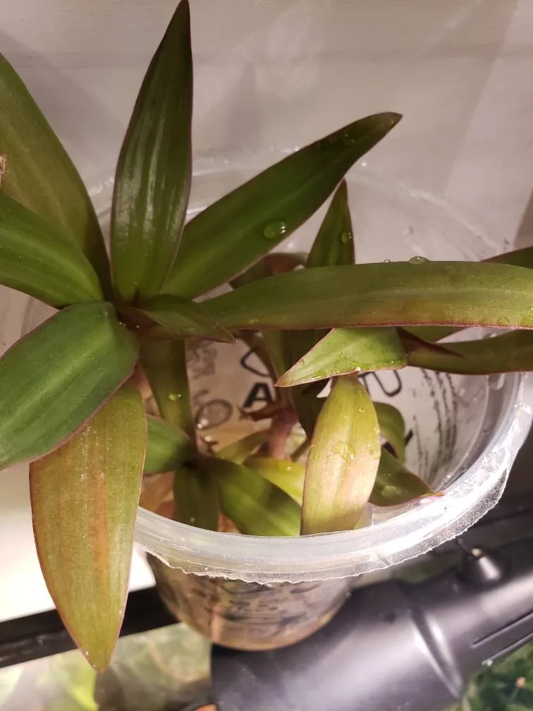 Moses in a Cradle Plant photo 1