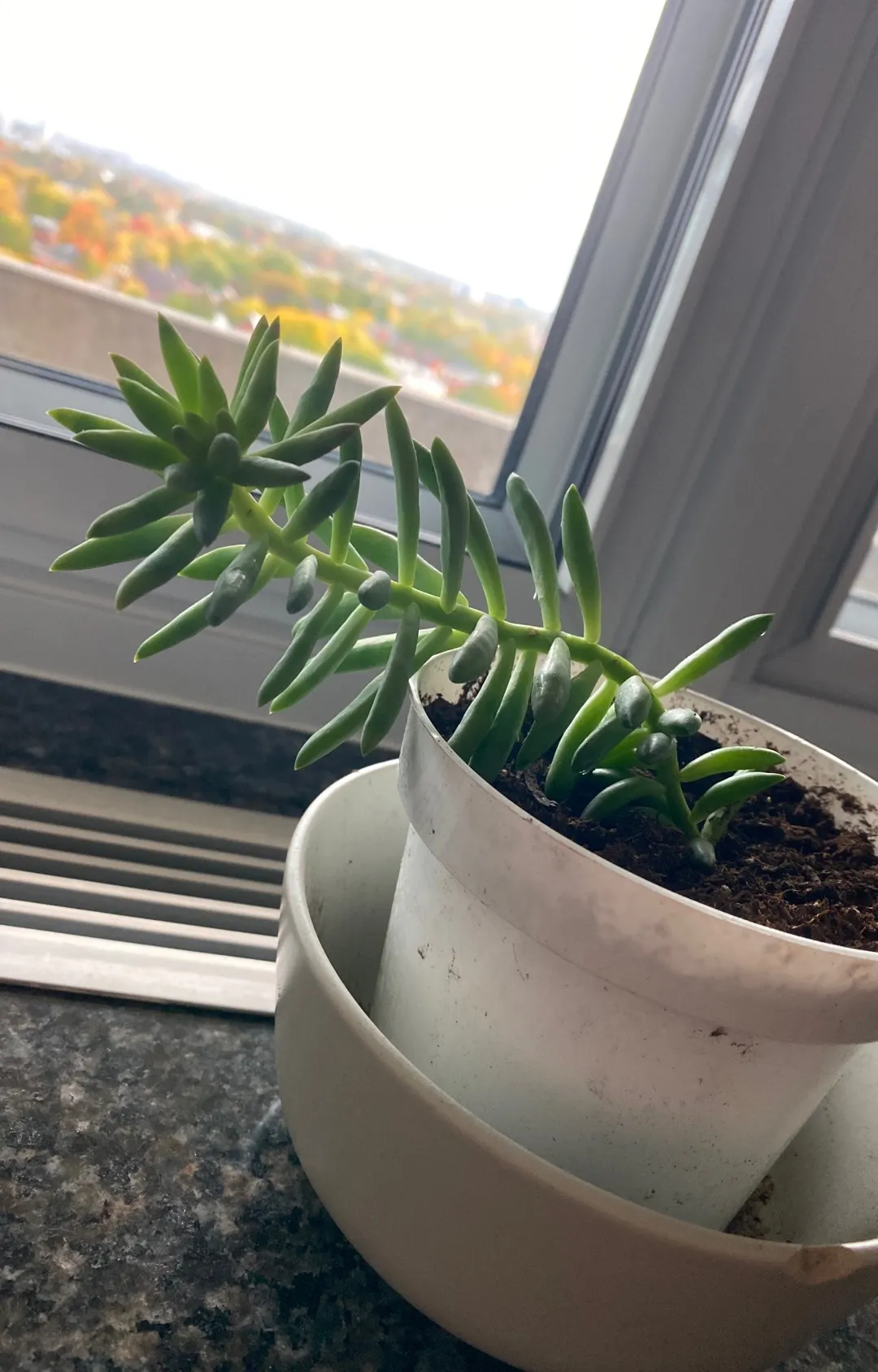 Succulent Plant photo 1