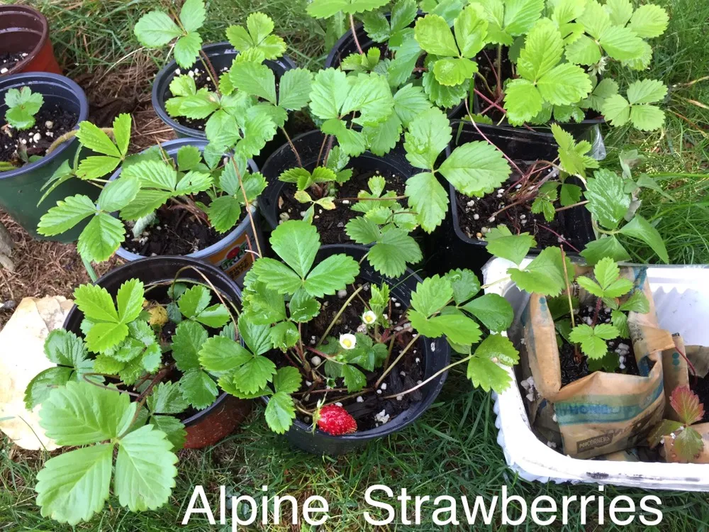 🍓 Alpine Strawberry Plants photo 1