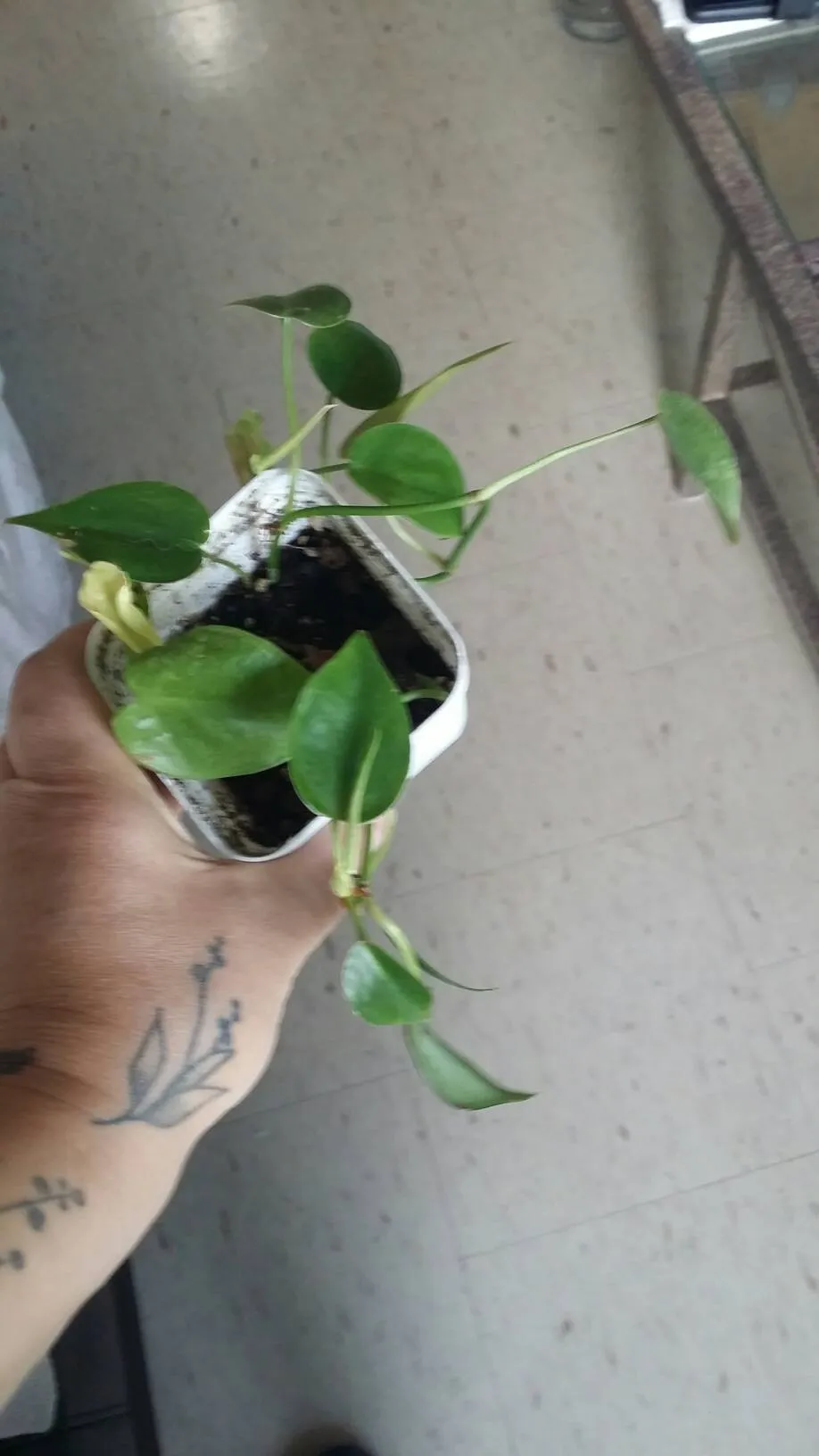 Philodendron Cordatum photo 1