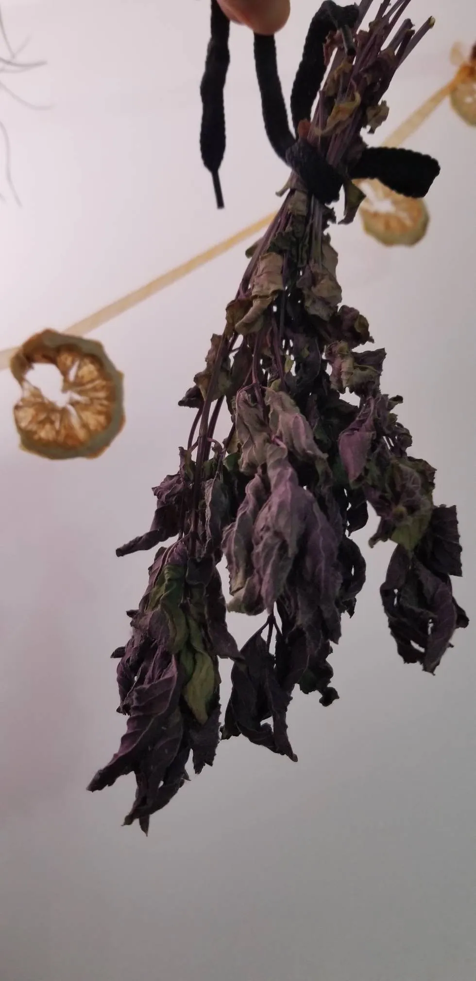 Dried Sage photo 1