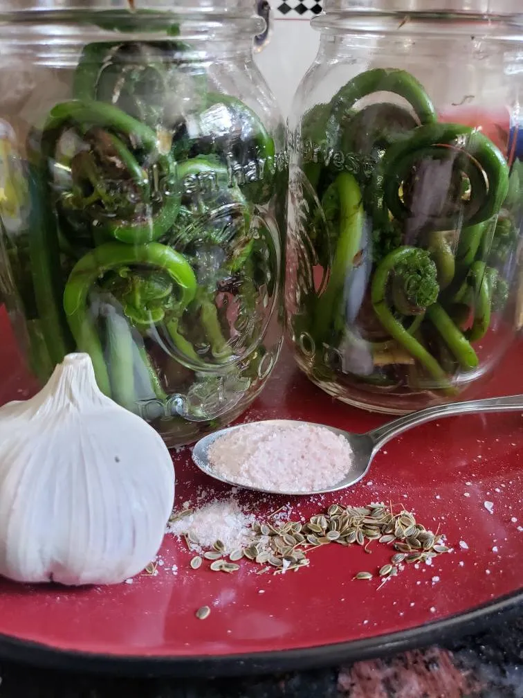 Fiddleheads! photo 1