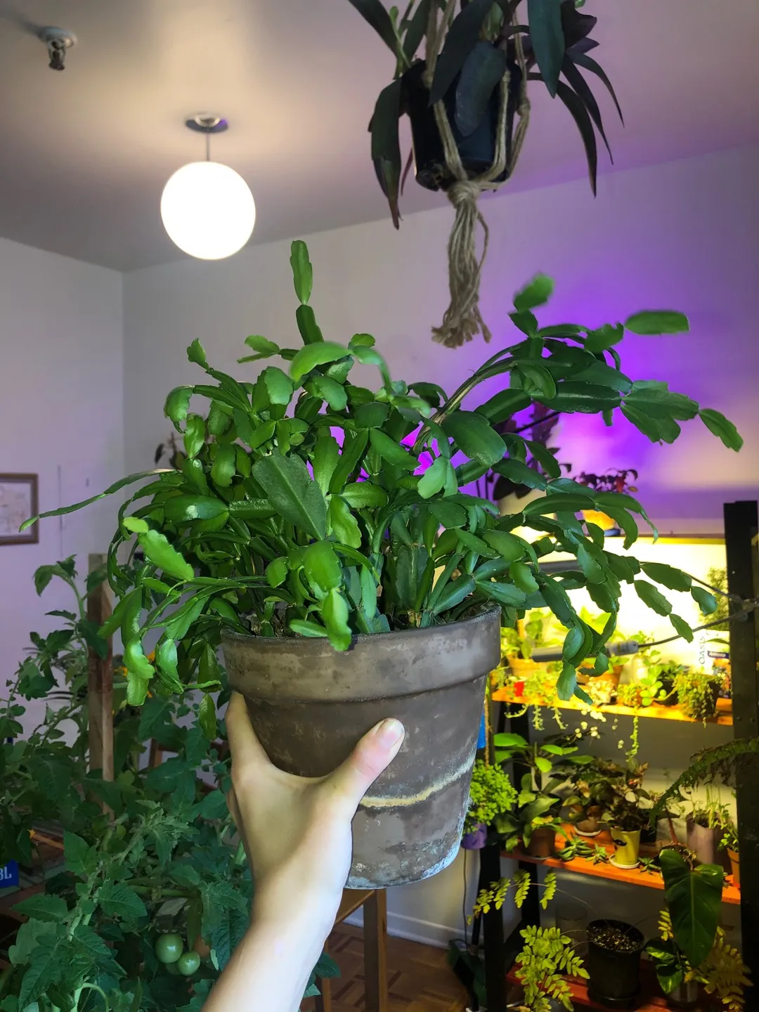 Christmas Cactus Cuttings photo 1