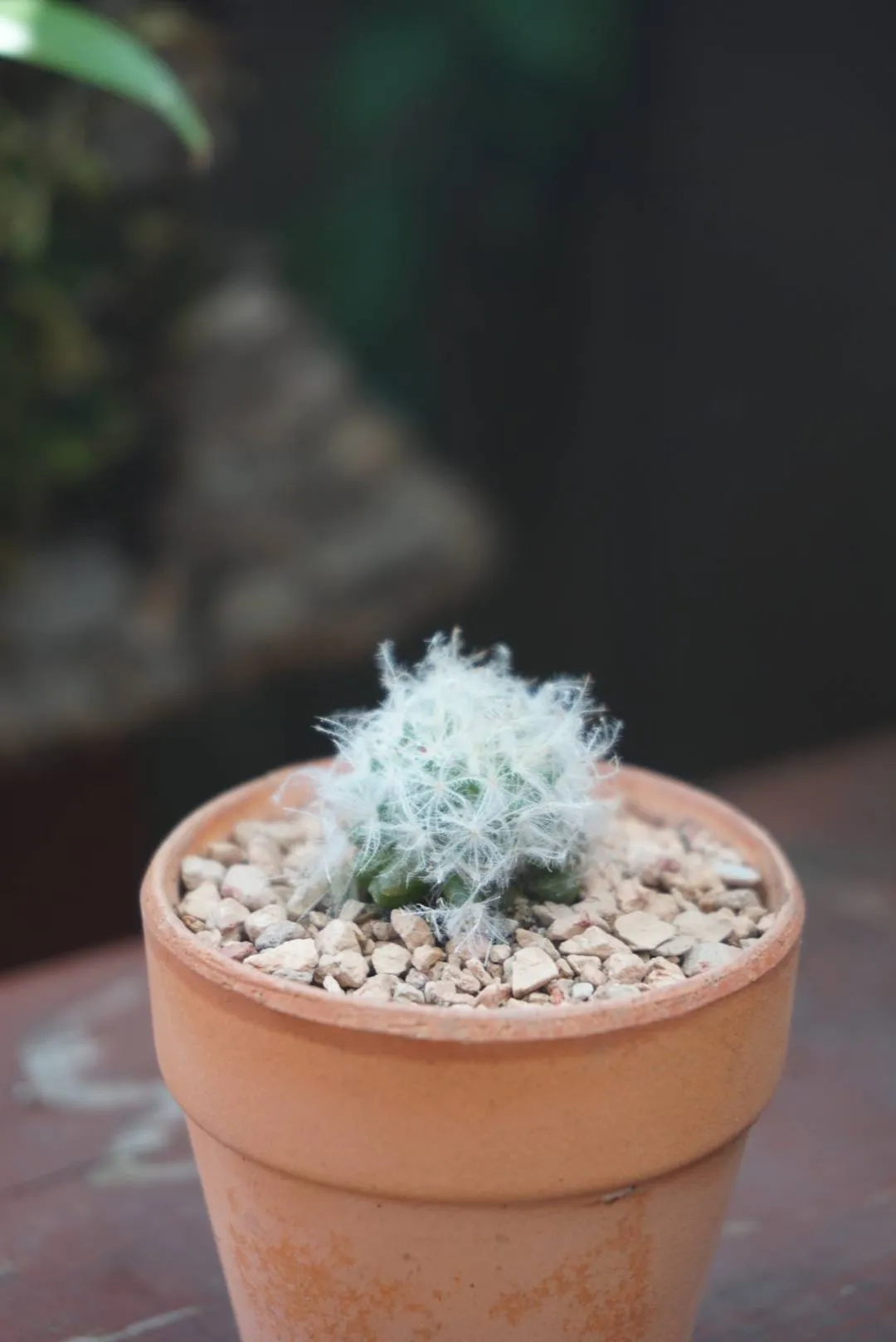Cute Tiny Cactus photo 1