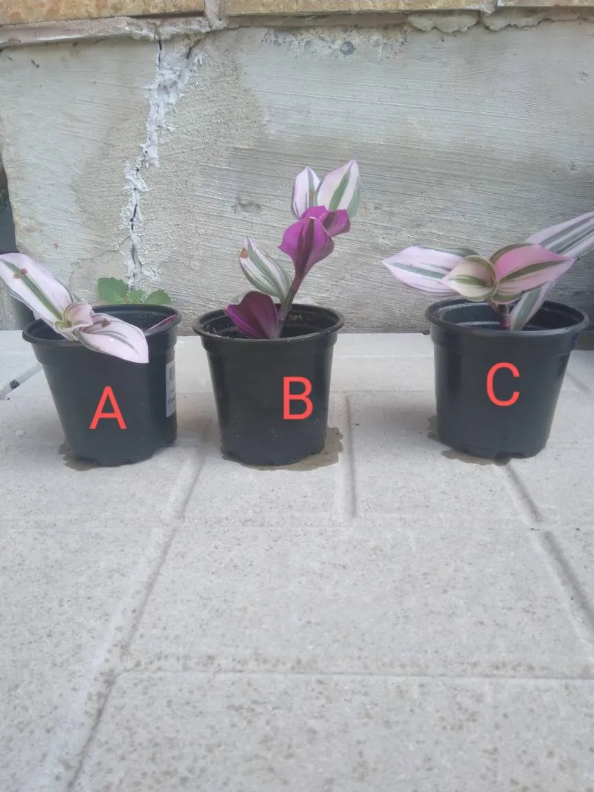 Tradescantia Nanouk photo 1