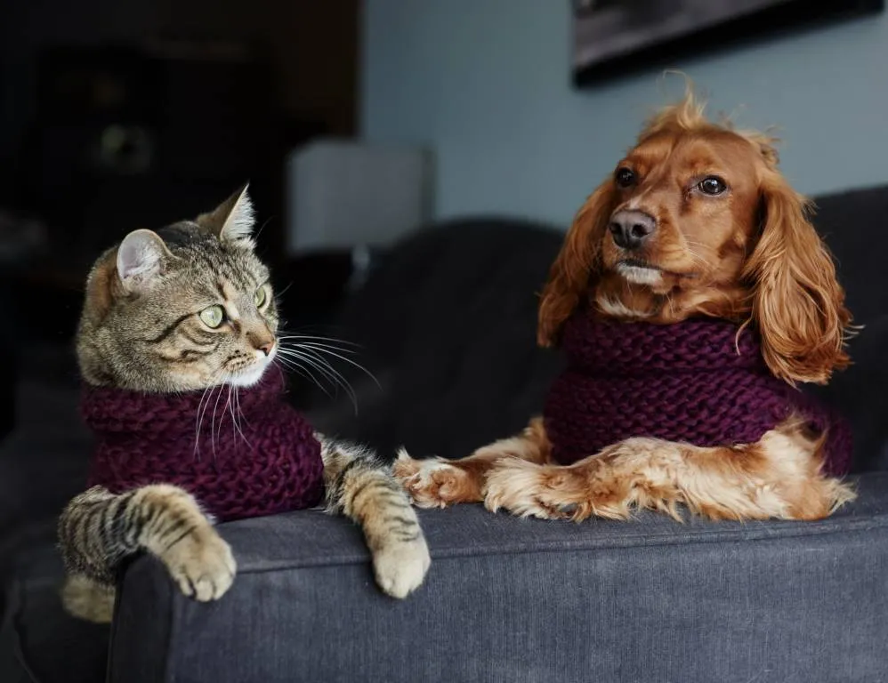 Custom Hand-Knit Pet Sweaters photo 1