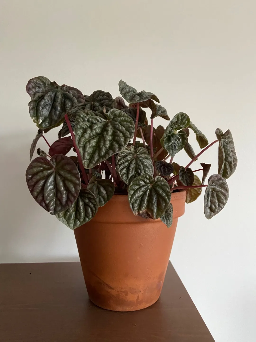 Peperomia Caperata photo 1