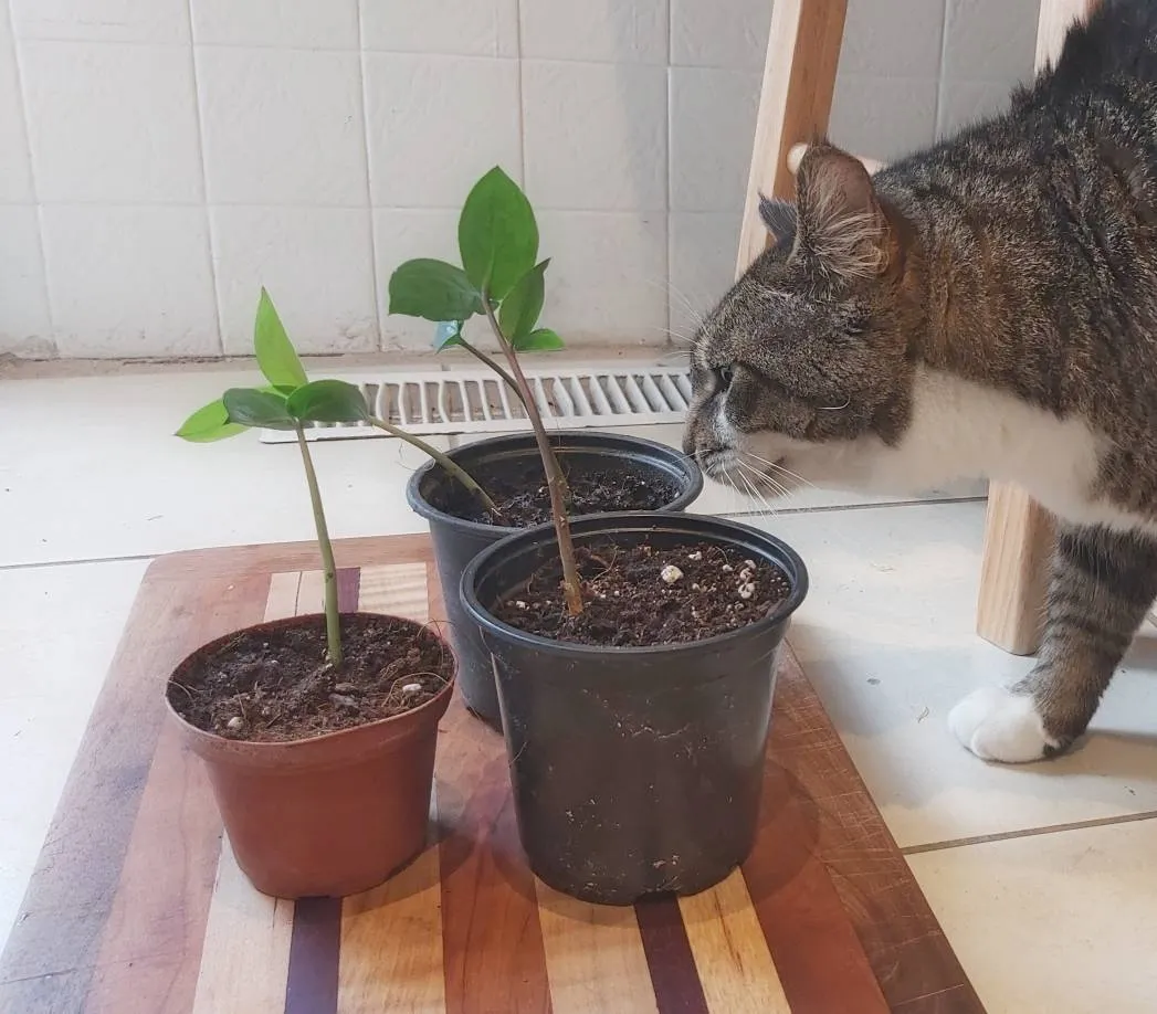 Three ZZ Plants photo 1