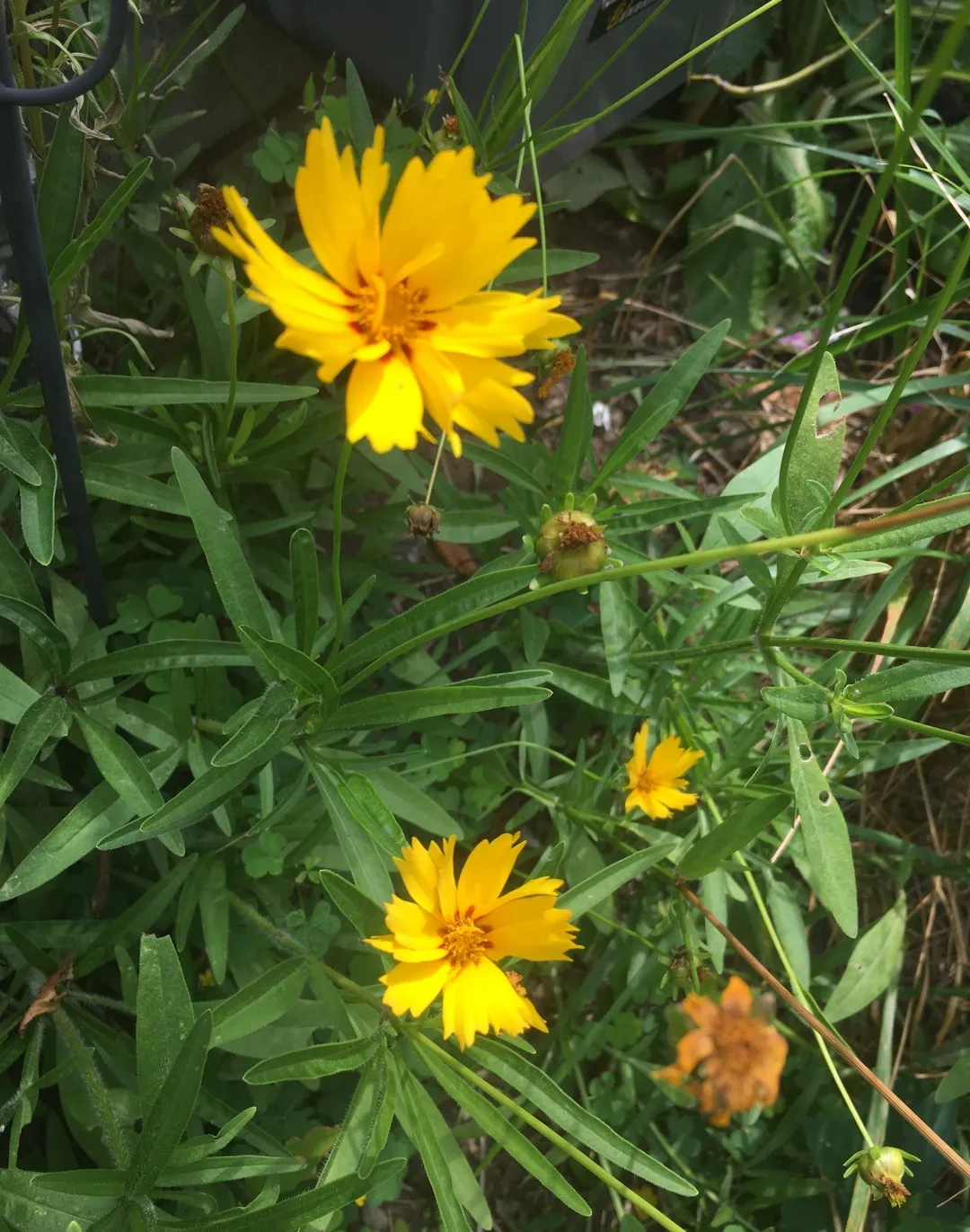 Lanceleaf Tickseed photo 1