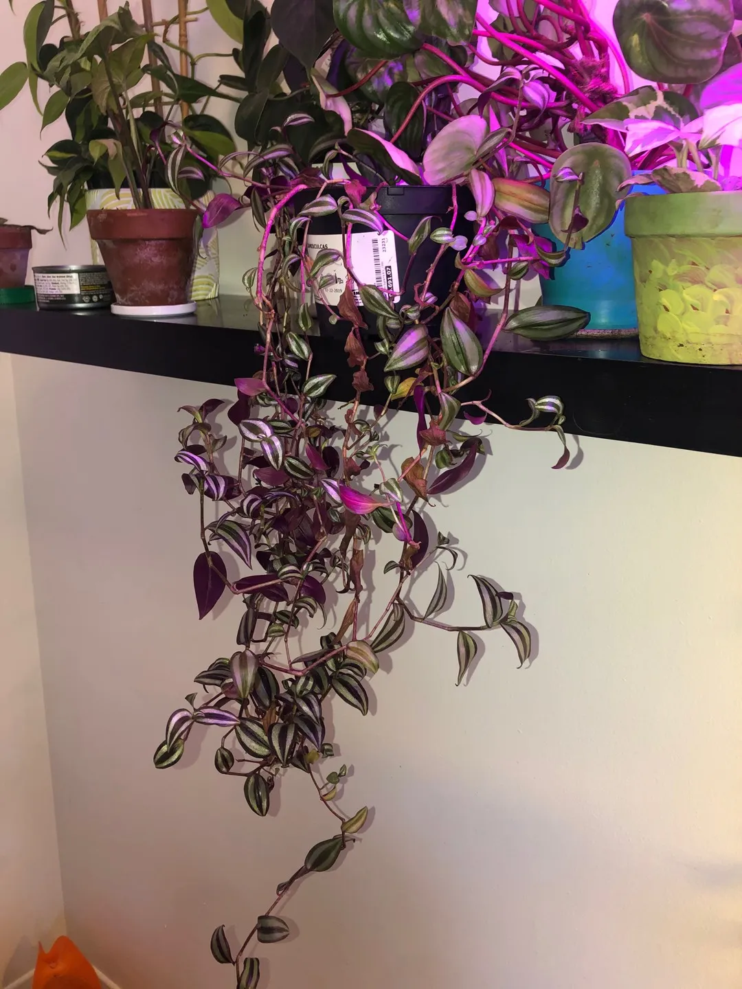 Tradescantia Cuttings 💜 photo 1