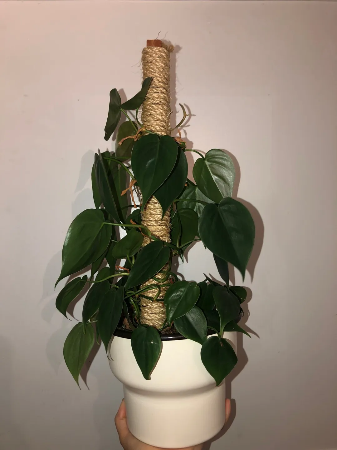 Custom “Moss Poles” For Climbing Plants photo 1