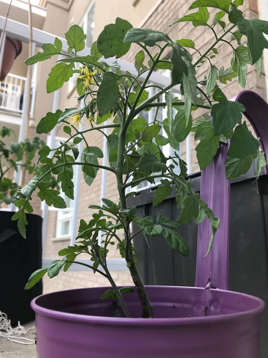 Healthy, Flourishing, Fruit-yielding Axiany Cherry Tomato Plants photo 1