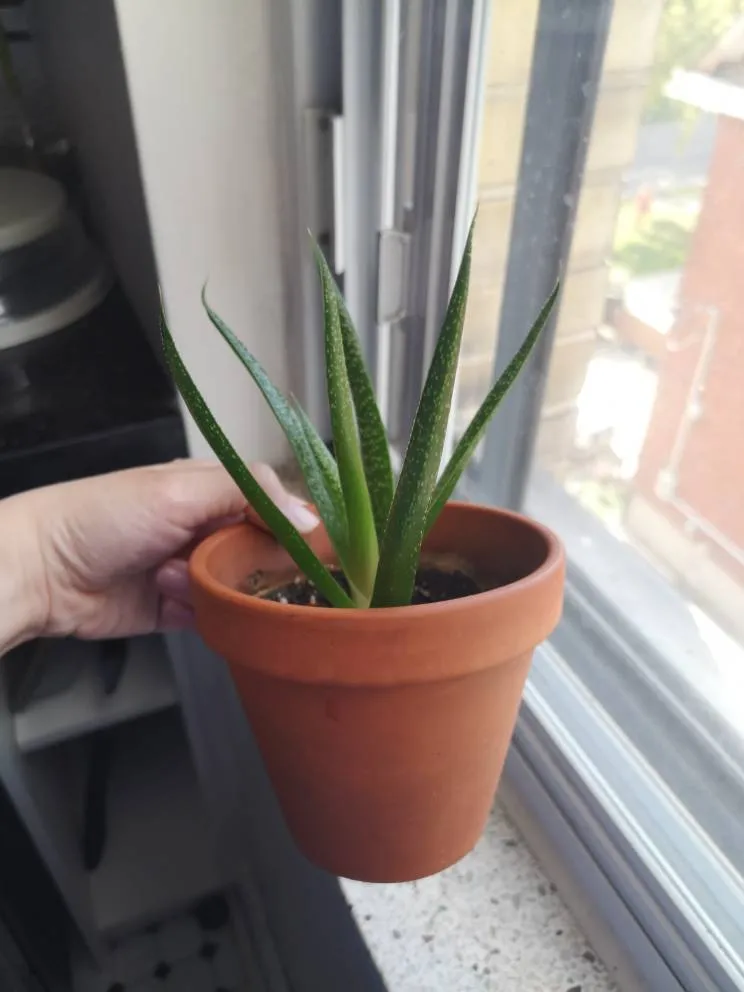 Haworthia Plant Baby photo 1