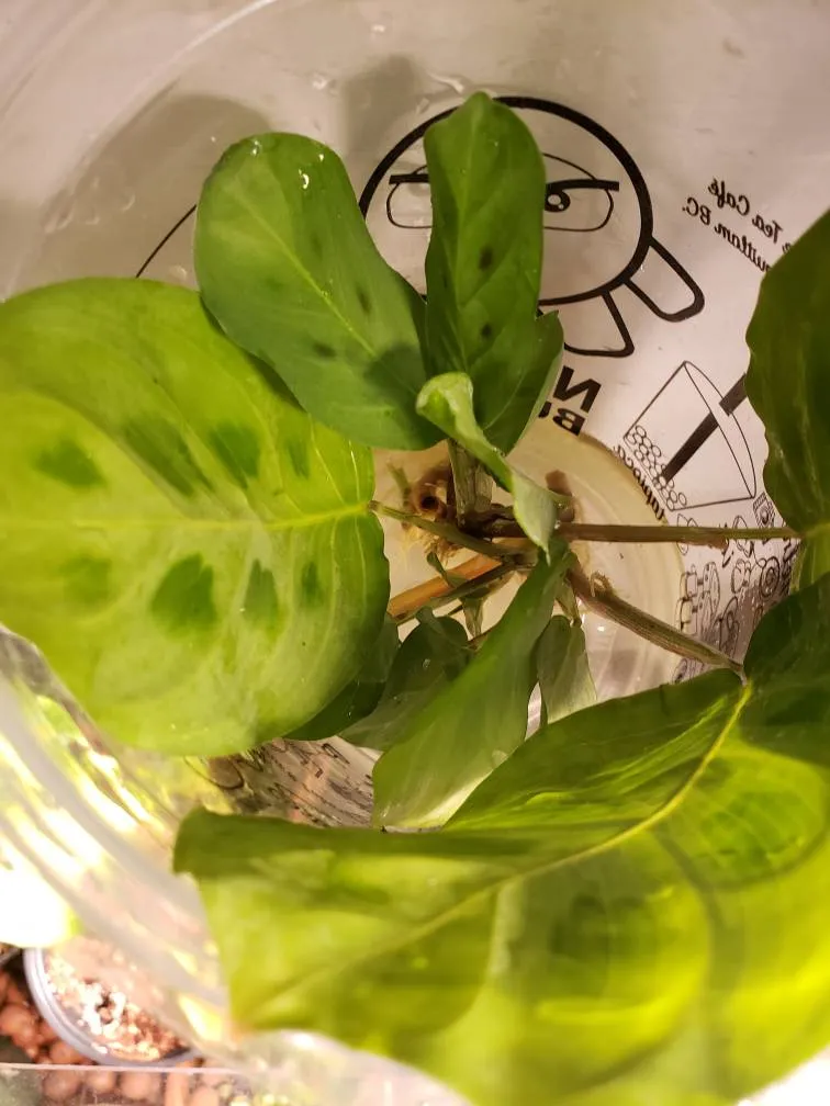 Prayer Plant rooted cuttings photo 1