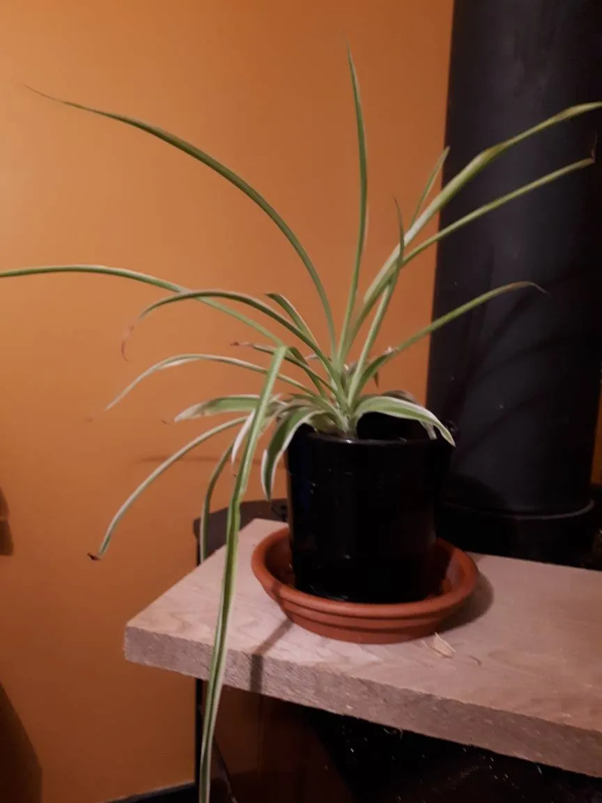 Medium Variegated Spider Plant photo 1