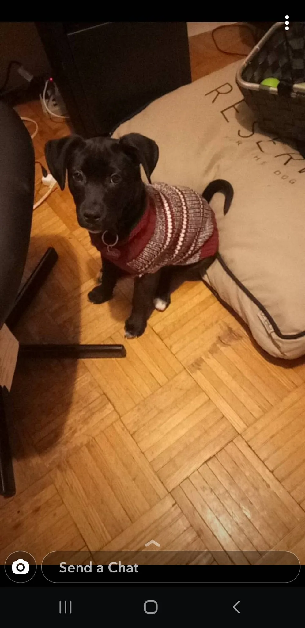 Size Small Knit Doggy Sweater photo 1