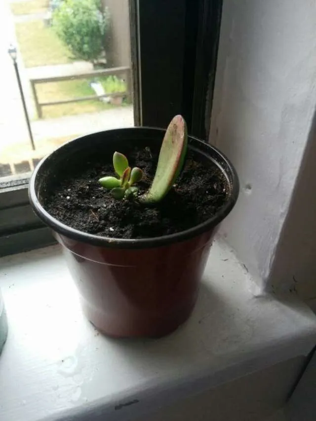 Jade Plant Baby photo 1