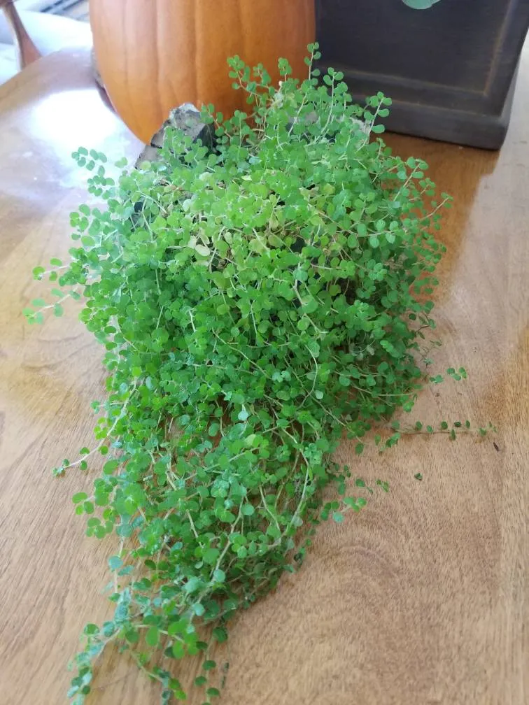 Baby Tears Plant photo 1