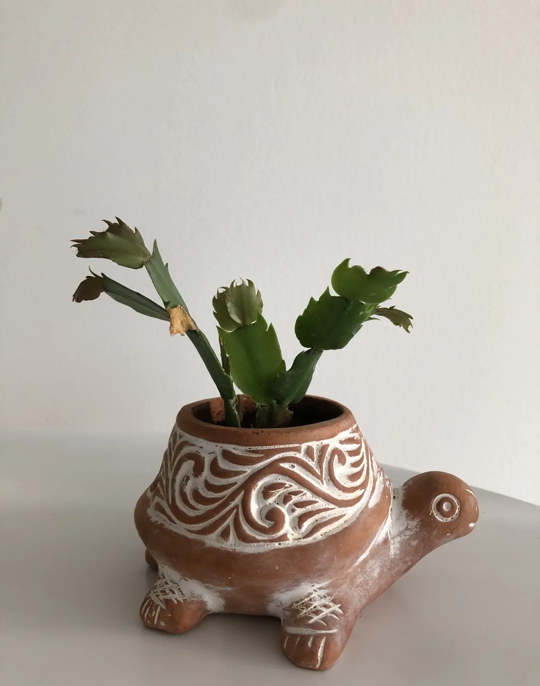 Christmas Cactus photo 1