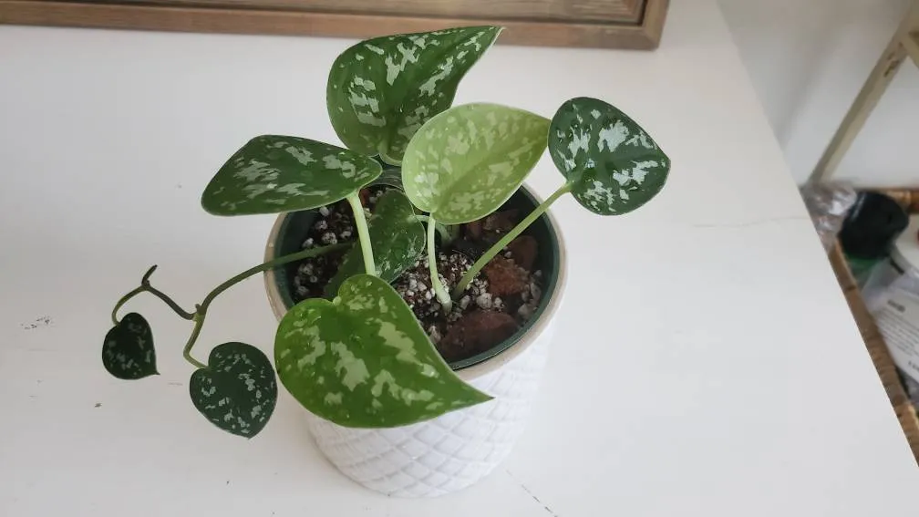 Satin Pothos/ Scindapsus Pictus Argyraeus photo 1