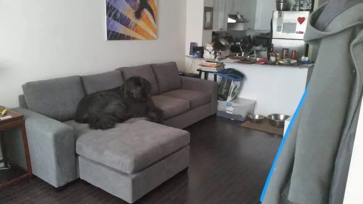 Sectional Couch (Comfy But Worn-in) photo 1