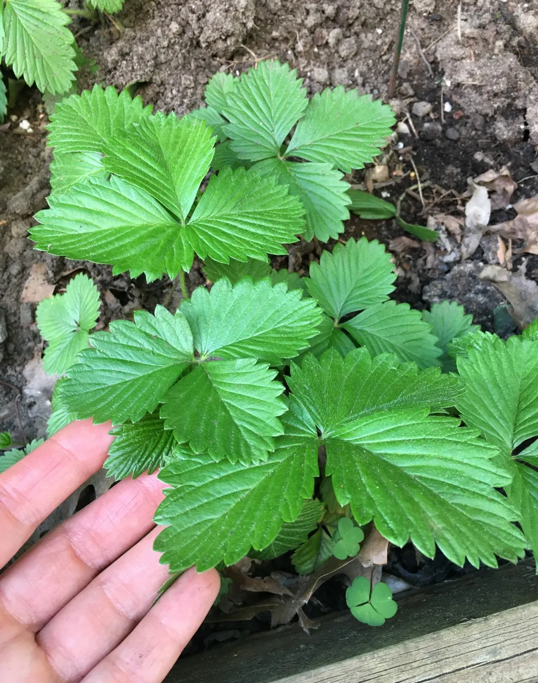 Wild Strawberry Plants photo 1