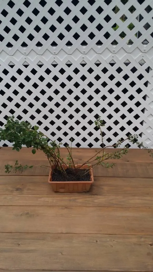 Large Oregano Root photo 1