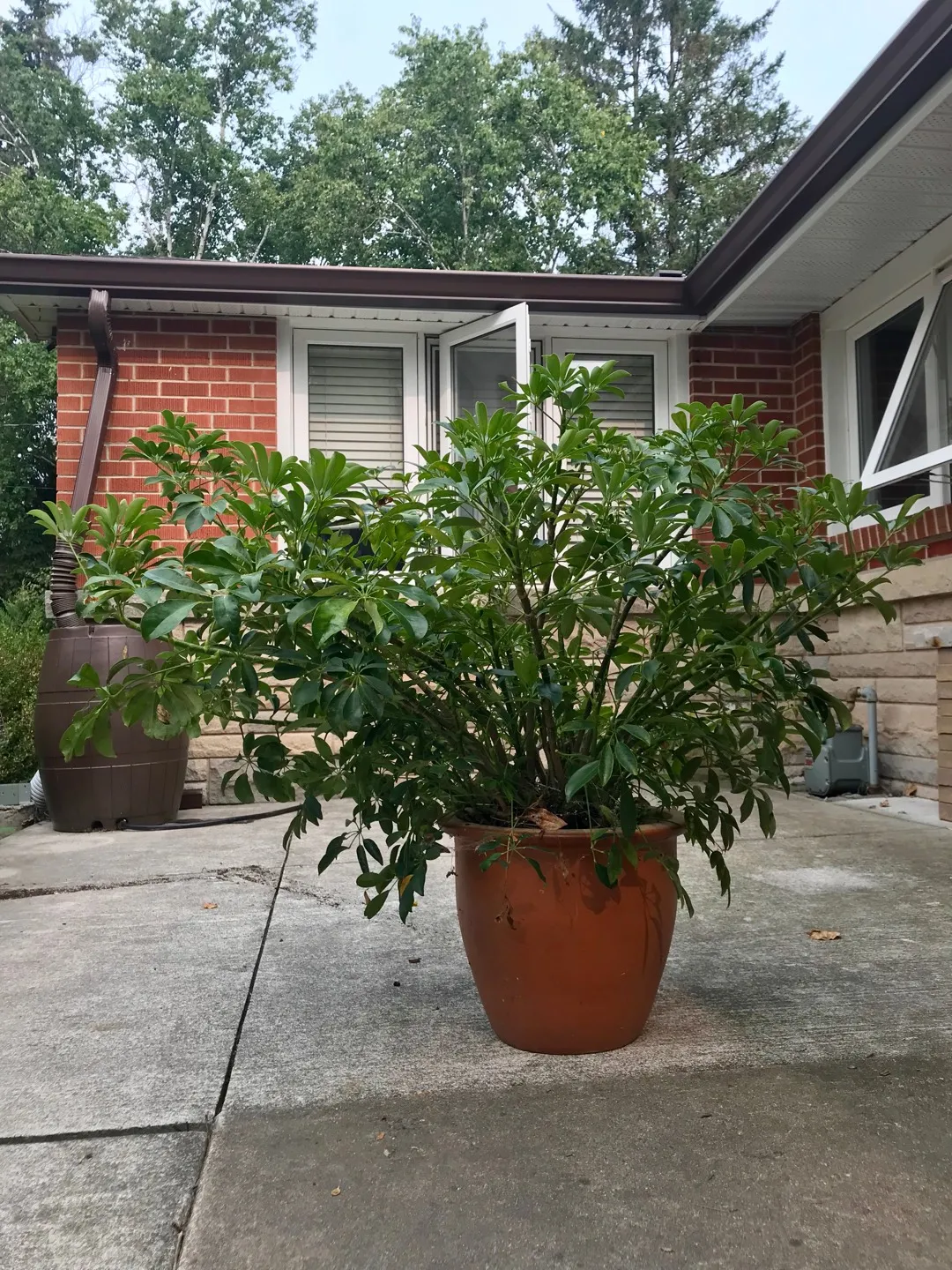 Huge Schefflera Plant photo 1