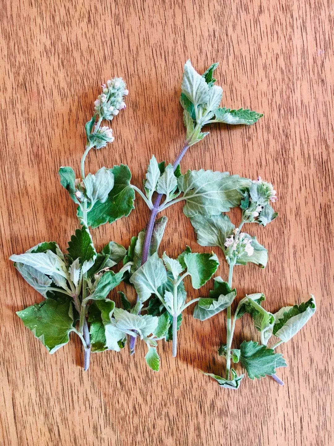 Small Organic Catnip Bunches photo 1