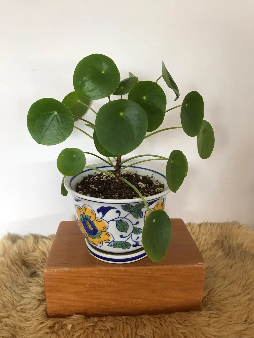 Pilea peperomioides photo 1