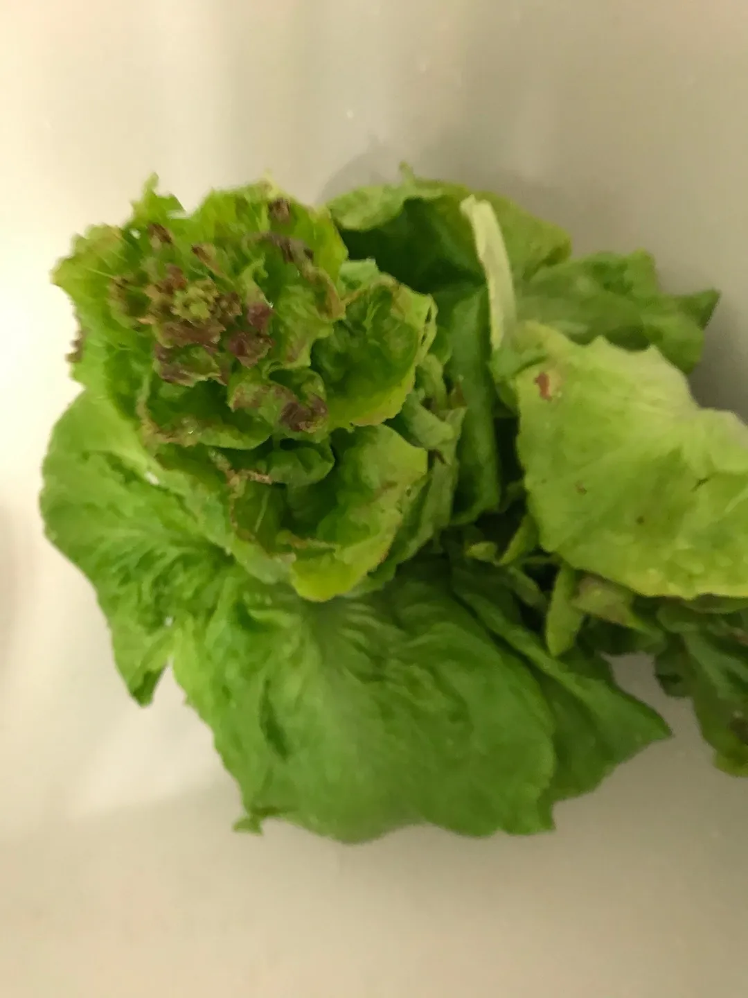 Organic Lettuce Bundle photo 1