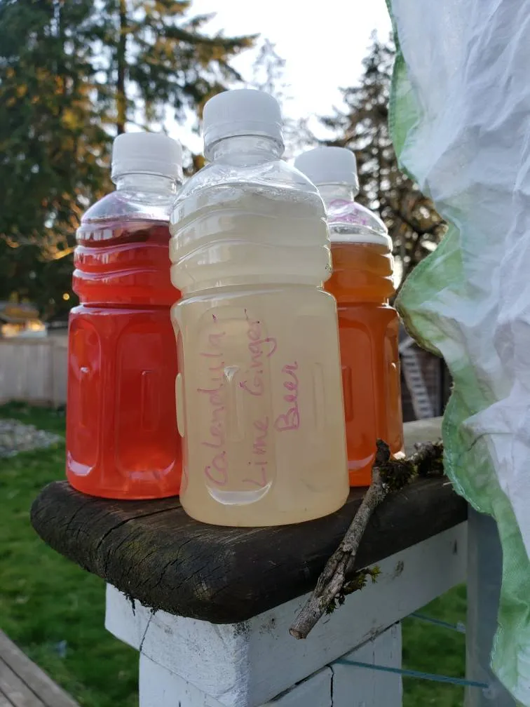 Fresh Ginger Beer! photo 1