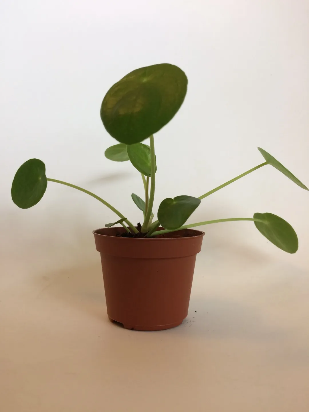 Pilea peperomioides 🌱 Large Of 3 photo 1