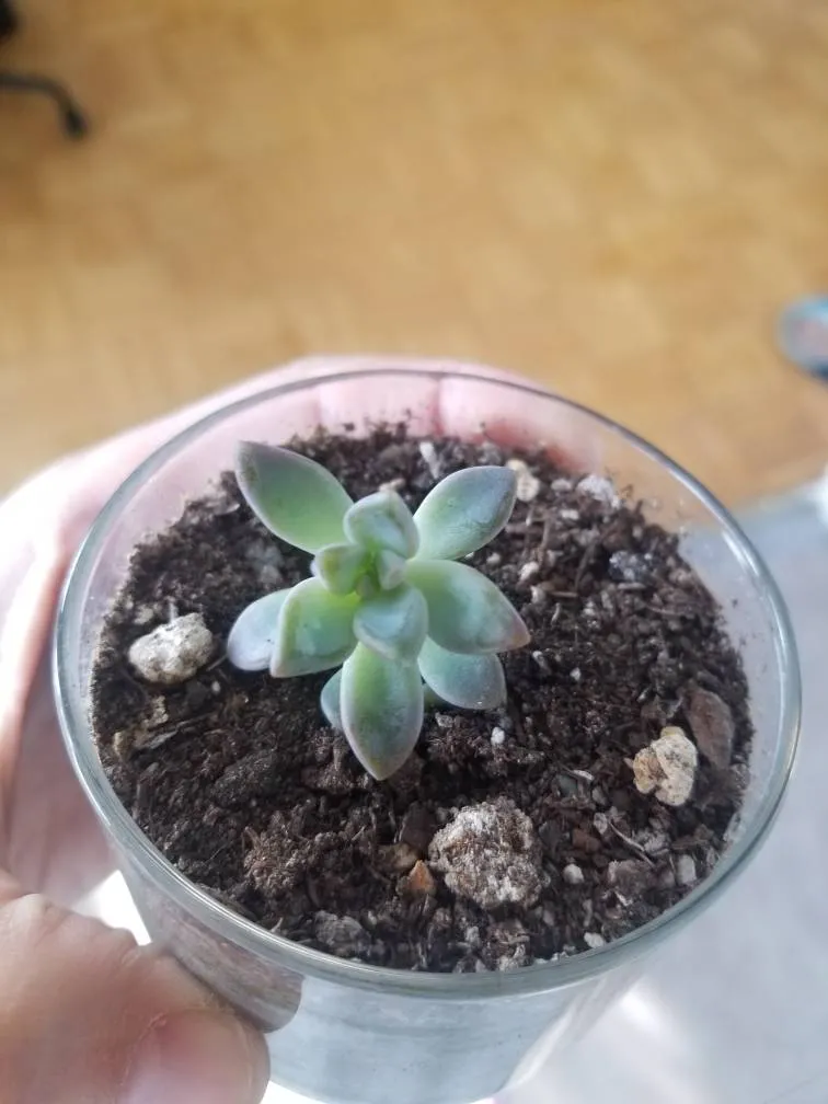 Succulent photo 1